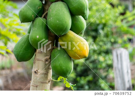Papaya Fruit on tree Papaya Fruit on tree 70639752