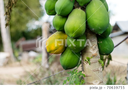 Papaya Fruit on tree 70639755