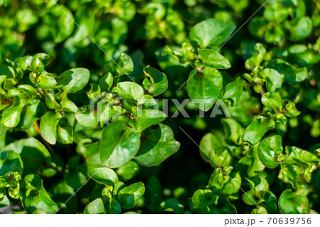 Red watercress growing in the garden, Fresh organic plant vegetables 70639756