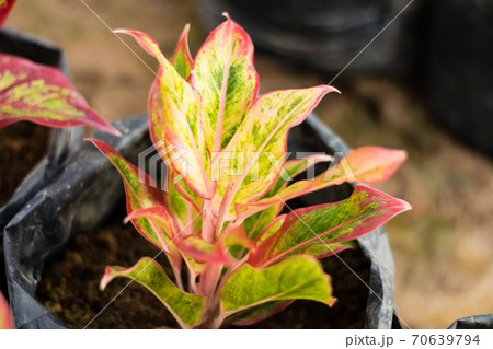 Colorful Aglaonema tree 70639794