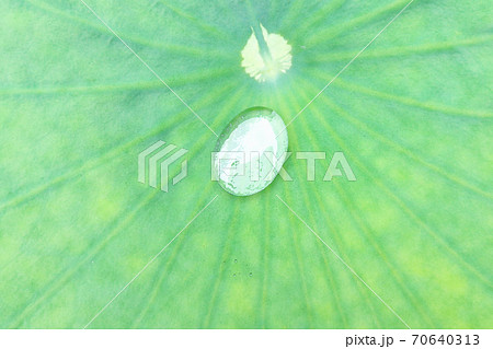 三室戸寺の「蓮の葉と水滴」水彩画風 三室戸寺の「蓮の葉と水滴」水彩画風 70640313