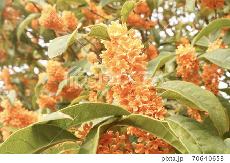 満開のキンモクセイ秋の香り日本和花 満開のキンモクセイ秋の香り日本和花 70640653