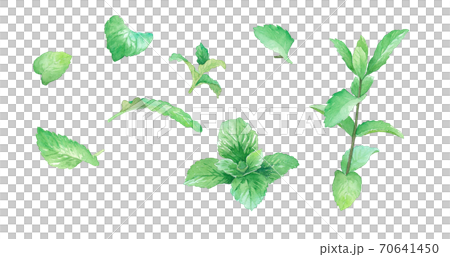 草藥：薄荷葉和樹枝的水彩插圖。 70641450