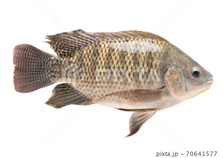 Tilapia in isolated with clipping path. 70641577