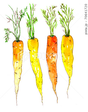 Carrot orange watercolor , isolated vegetable. summer garden. 70641720