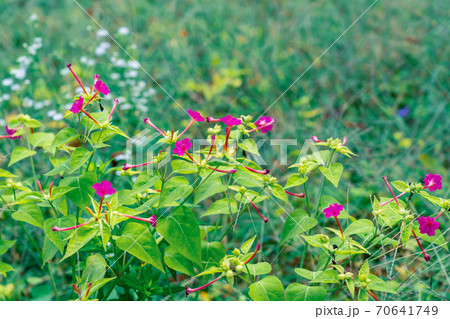 秋　オシロイバナ 70641749