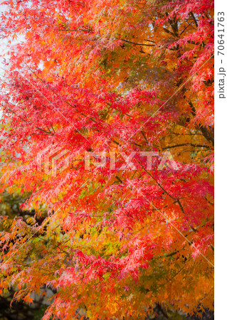 ソフトイメージに写した秋の紅葉 70641763