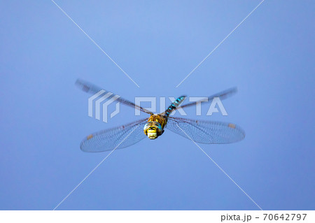 dragonfly, Aeshna cyanea, insect in natural 70642797