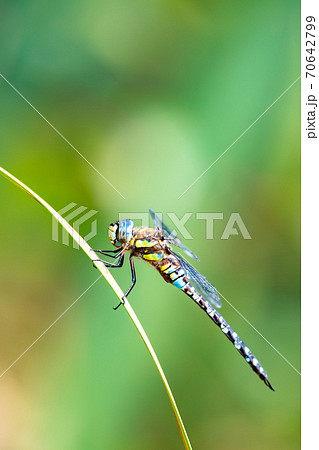 dragonfly, Aeshna cyanea, insect in natural 70642799