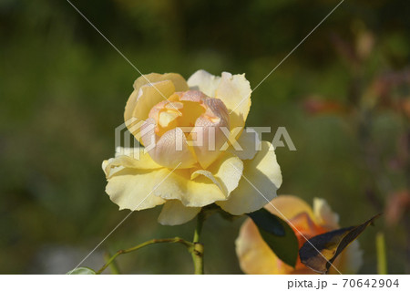 Hansestadt Rostock rose 70642904