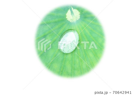 三室戸寺の 蓮の葉と水滴 水彩画風 絵手紙のイラスト素材