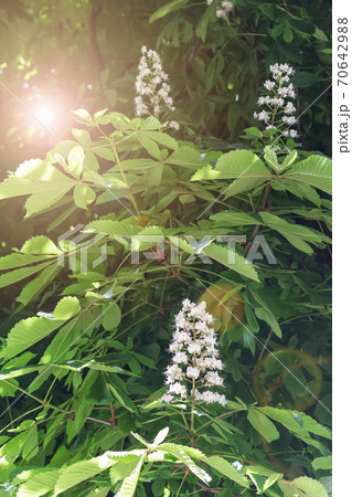 Horse chestnut white flowers on a branch with green foliage on a sunny spring day 70642988