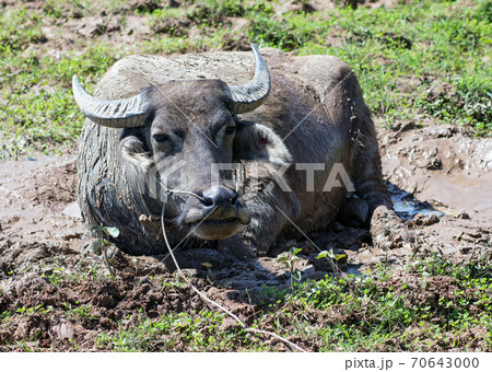 buffalo lying in the mud buffalo lying in the mud 70643000