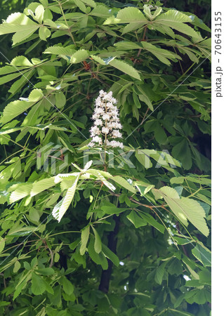 Horse chestnut white flowers on a branch with green foliage on a sunny spring day. 70643155