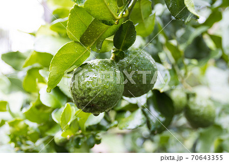 Fresh Bergamots and leaves on tree with water drops on them fruity,   with herbaceous bergamia Aroma 70643355