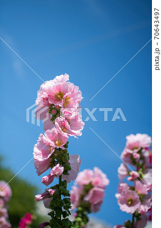 Bright crimson mallow flowers on a blurred background. 70643497