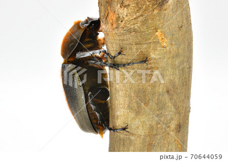 ヘラクレスヘラクレス ヘラクレスヘラクレス 70644059