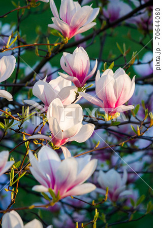 blossom of the pink magnolia. beautiful nature background in evening light 70644080
