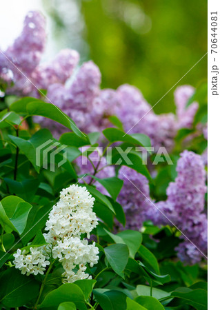 lilac blossom. beautiful scenery in the garden. sunny nature background in springtime lilac blossom. beautiful scenery in the garden. sunny nature background in springtime 70644081