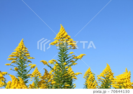 秋のイメージ（セイタカアワダチソウと青空） 70644130