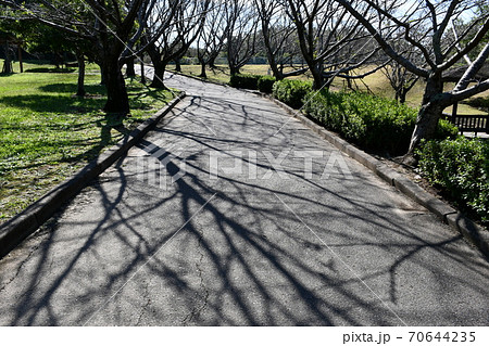 初秋の旭公園　モニュメント　竹林の道 70644235