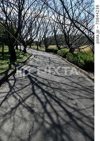 初秋の旭公園　モニュメント　竹林の道 70644236