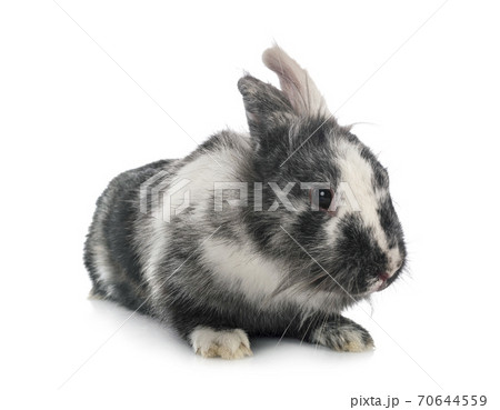 Lionhead rabbit in studio Lionhead rabbit in studio 70644559