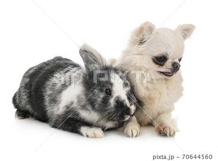 Lionhead rabbit and chihuahua Lionhead rabbit and chihuahua 70644560