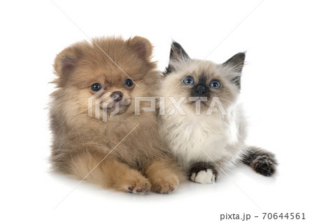 puppy pomeranian and birman kitten puppy pomeranian and birman kitten 70644561