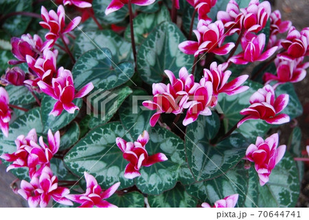 白い縁取りの赤紫色のシクラメンの写真素材