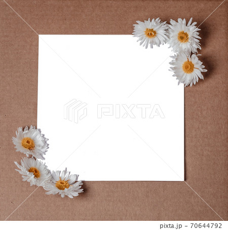 Garden flowers over brown kraft background. White blooming chrysanthemums on a white isolated sheet of paper 70644792