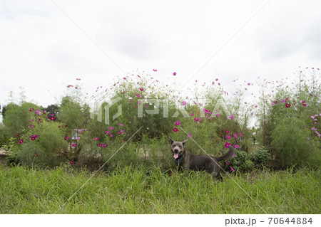 コスモスと犬 秋桜 こすもす 花 秋 9月 10月 季節 咲く コスモスと犬 秋桜 こすもす 花 秋 9月 10月 季節 咲く 70644884