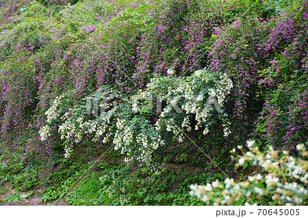 萩と白萩 70645005