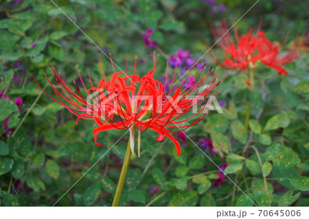 彼岸花アップ 70645006