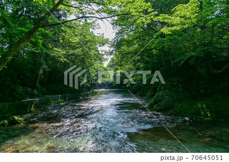 秋田市鵜養の大又川　新緑の木漏れ日の風景 70645051