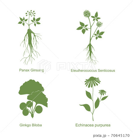 Silhouette of plants, vector illustration isolated white 70645170