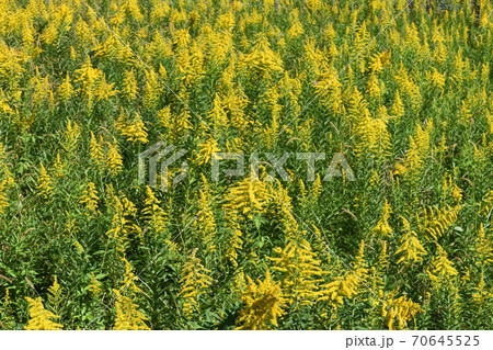セイタカアワダチソウの群生 70645525