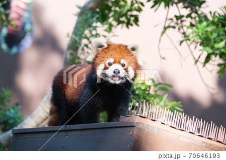 レッサーパンダのカメラ目線 レッサーパンダのカメラ目線 70646193