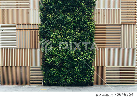 Vertical garden and natural brown wooden background Vertical garden and natural brown wooden background 70646554