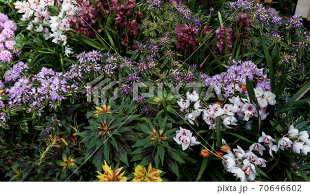 Flowerbed with a variety of flowers Flowerbed with a variety of flowers 70646602