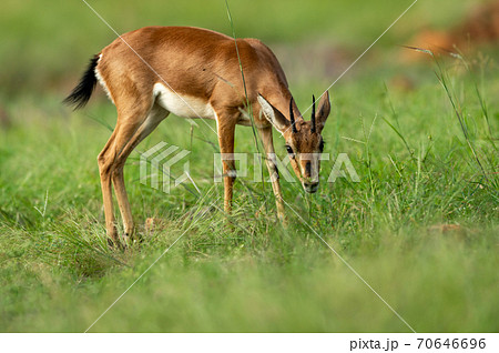 Chinkara or Indian gazelle an Antelope closeup... - Stock Photo [70646696]  - PIXTA