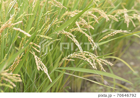 秋の稲穂（収穫前日） 70646792
