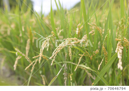 秋の稲穂(収穫前日) 秋の稲穂(収穫前日) 70646794