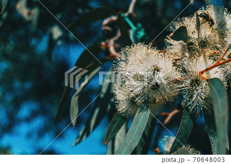 Close Up Of A Flowering Eucalyptus Plantの写真素材