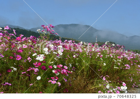 咲き誇るコスモスの花 70648325