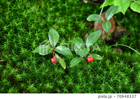 芝苔の中にヤブコウジの赤い実の写真素材 芝苔の中にヤブコウジの赤い実の写真素材