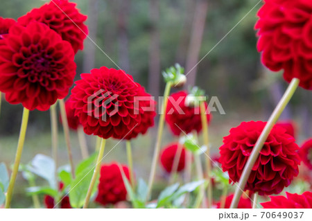 綺麗に咲くダリアの花 深紅の鞠の写真素材
