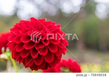 綺麗に咲くダリアの花 深紅の鞠の写真素材