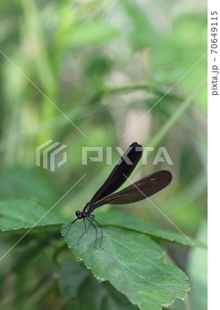 ハグロトンボ（メス）01 70649115