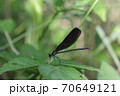 ハグロトンボ（メス）02 70649121
